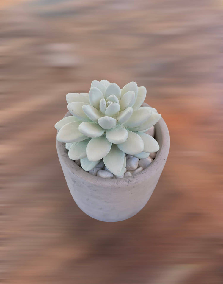 Succulent in Planter Diffuser Gift Set for Home Decor: SWEET ORANGE CEDAR
